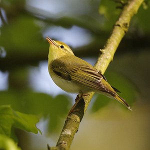 Wood Warbler