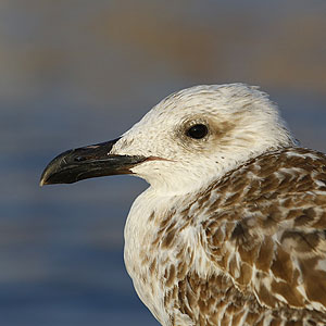 De Kroatische geelpootmeeuw