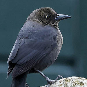 Glanstroepiaal Capelle aan den IJssel