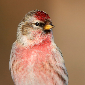 Sexing and ageing redpolls