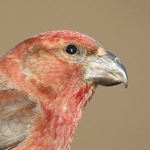 Parrot Crossbills in the Netherlands