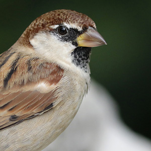 Italian Sparrow