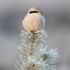 Great Grey Shrike, Noord Brabant, 2016