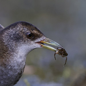 Klein waterhoen