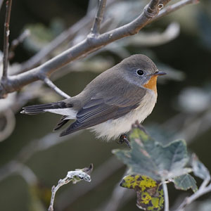 Red-breasted Flycatcher