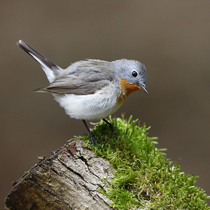 Kleine vliegenvanger op de Hoge Veluwe