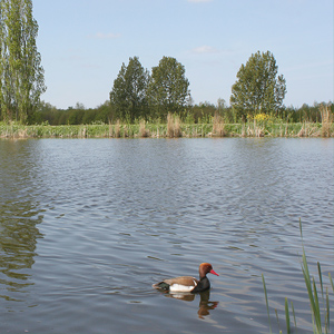 De zelfkritiek van de vogelfotograaf