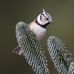 Hutfotografie, maar dan met een eigen tintje