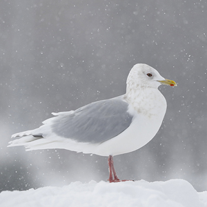 Kumlien's Gull