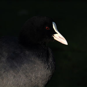 Een zure vogelfotograaf een gezellige vogelhouder en een vredesduif