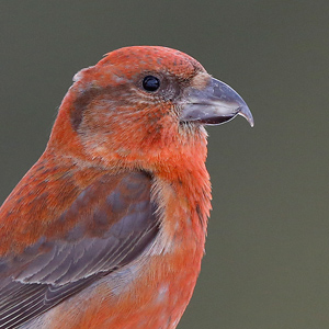 Translander in Noorwegen 