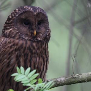 Brown Ural Owl, Poland 2008