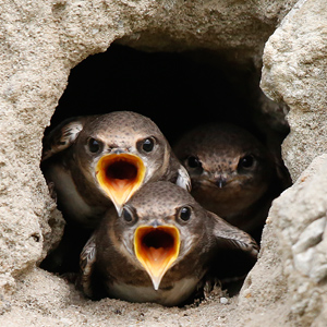 Sand Martin