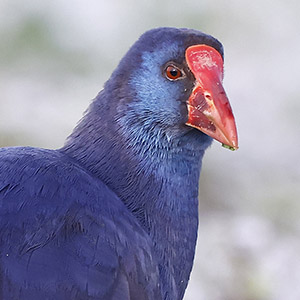 De verhuisvrouwisering van de natuurfotografie