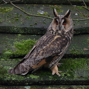 Photograph owls