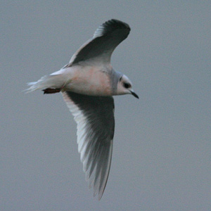 Ross’ gulls in the Netherlands