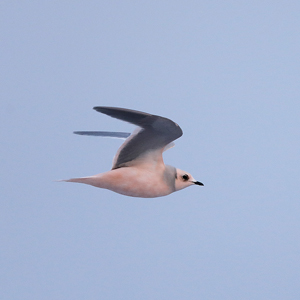 Ross's Gulls Barrow