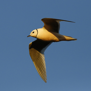 Ga vandaag vogels kijken, morgen zijn ze er niet meer