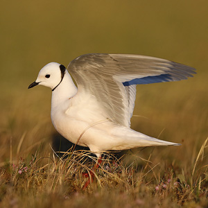 Ross's Gull Indigirka delta 2019