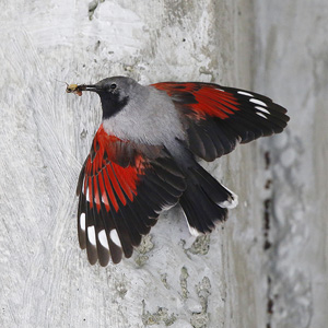 Wallcreeper