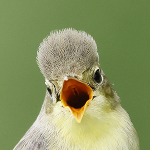 Spot de spottende spotvogel 