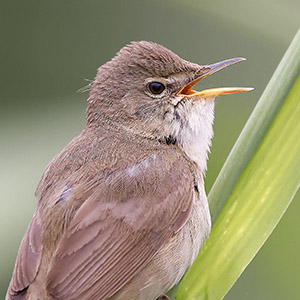 Wie is de ware redpoll-lover?