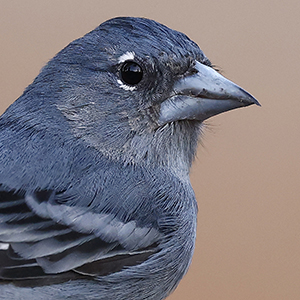 Tenerife blue chaffinch