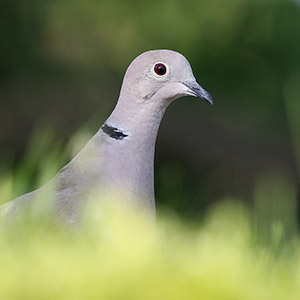 De wederopstanding van een tortel