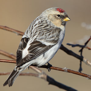 Moult limit