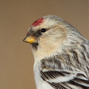 Redpolls, Redpolls and more Redpolls