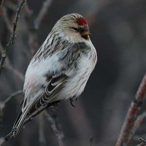 The redpolls of Kangerlussuaq, Greenland