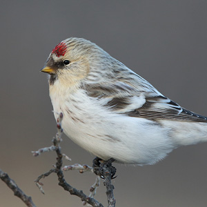 Redpolls overview