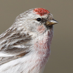 Redpolls from Barrow, June 2015