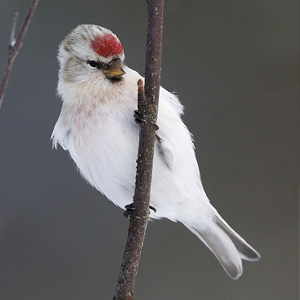 Arctic Redpolls, Kaamanen, Finland 2015