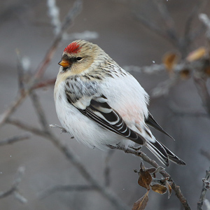 Hornemann’s Arctic Redpoll Autumn 2017