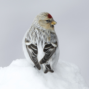 Hornemann’s Arctic Redpoll 2017