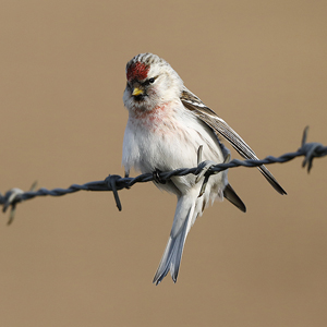 Coues’s Arctic Redpoll, Arnhem, February 2018