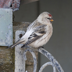 Redpolls from Barrow, October 2018