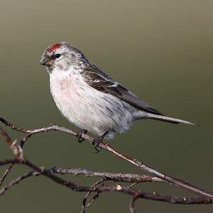 Redpolls Indigirka delta Siberia