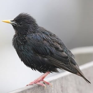 Spotless Starling