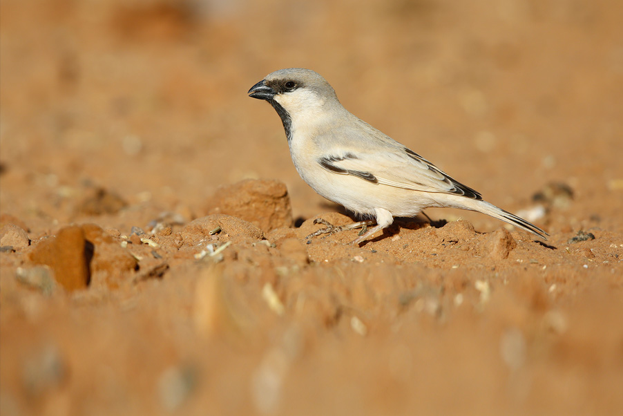 The bird species that I love are the Nordic species. For example the Arctic Redpoll, the King Eider and the Ross’s Gull. However, I also have some guilty pleasures, like some beautiful southern species. 2020 seems like a good year to tick off some of those guilty pleasures. The first southern species scheduled for January is Moroccan Desert Sparrow...