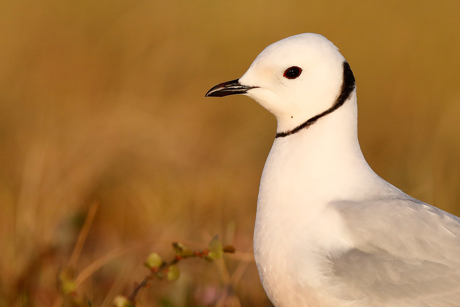 In juni/juli 2019 maak ik een reis naar de Indigirka delta in het noorden van Siberië, Rusland. Het doel is om Arctische vogels in deze uithoek van de wereld te fotograferen, met als hoofddoel Ross' meeuwen in broedkleed...