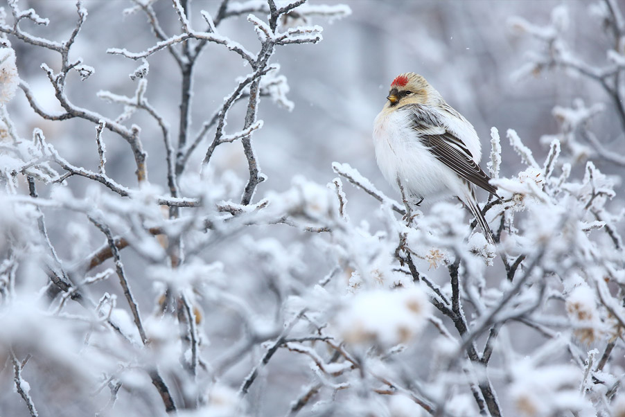 What does the Hornemann’s Arctic Redpolls look like after moulting their plumage? To answer this question, I took the plane to Greenland at the end of October 2017...