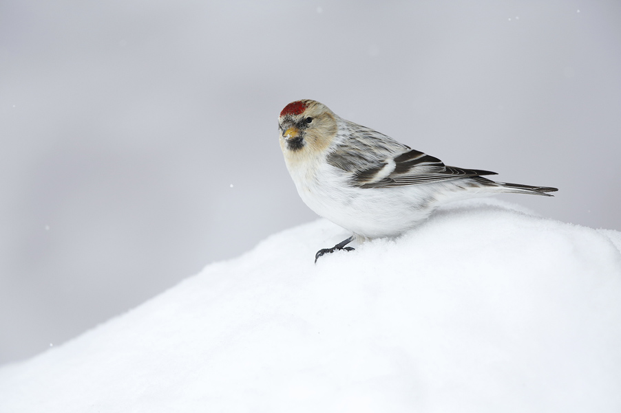 De barmsijzen zijn actief op mijn voederplek die ik gecreëerd heb naast het balkon van de hoteleigenaar. Ik fotografeer een mooi uitgekleurd mannetje Hornemann’s Arctic Redpoll met veel wit en met mooi roze op borst en stuit...