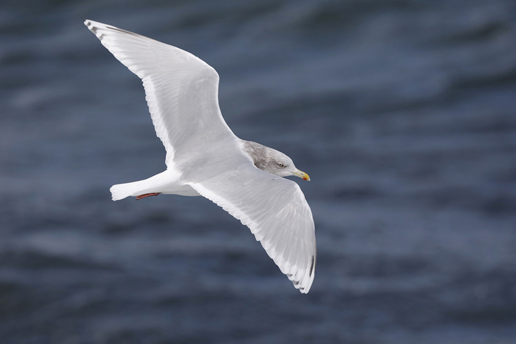 In January, 2017, I visited St. John's, Canada for a week. My main target was to photograph Kumlien's Gull at the Quidi Vidi Lake...