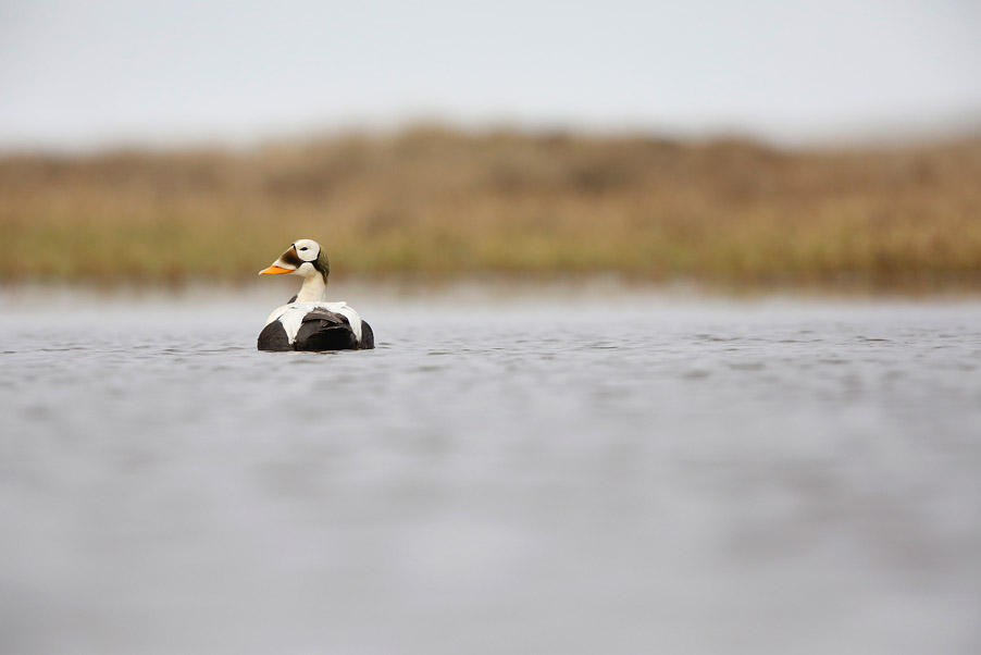 Net als Groenland en Spitsbergen is Barrow, in het uiterste noorden van Alaska (USA), een droomlocatie voor elke vogelfotograaf...