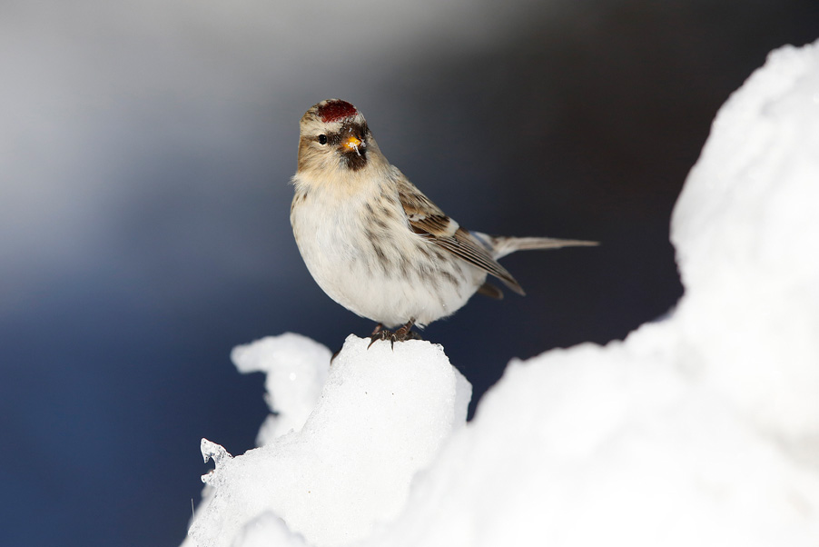 In maart 2015 bezoek ik een week lang Kaamanen, Finland. Het hoofddoel is om barmsijzen te fotograferen...