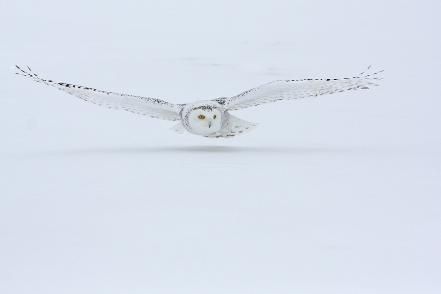 In January, 2010, I visited Canada to photograph Snowy Owls...